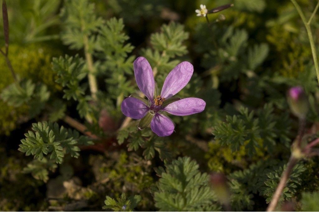 Erodium ciconium ?