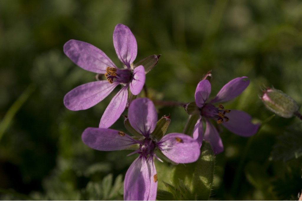 Erodium ciconium ?