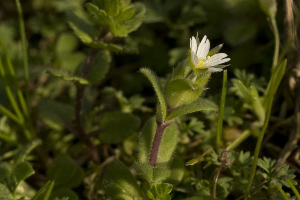 Cerastium semidecandrum