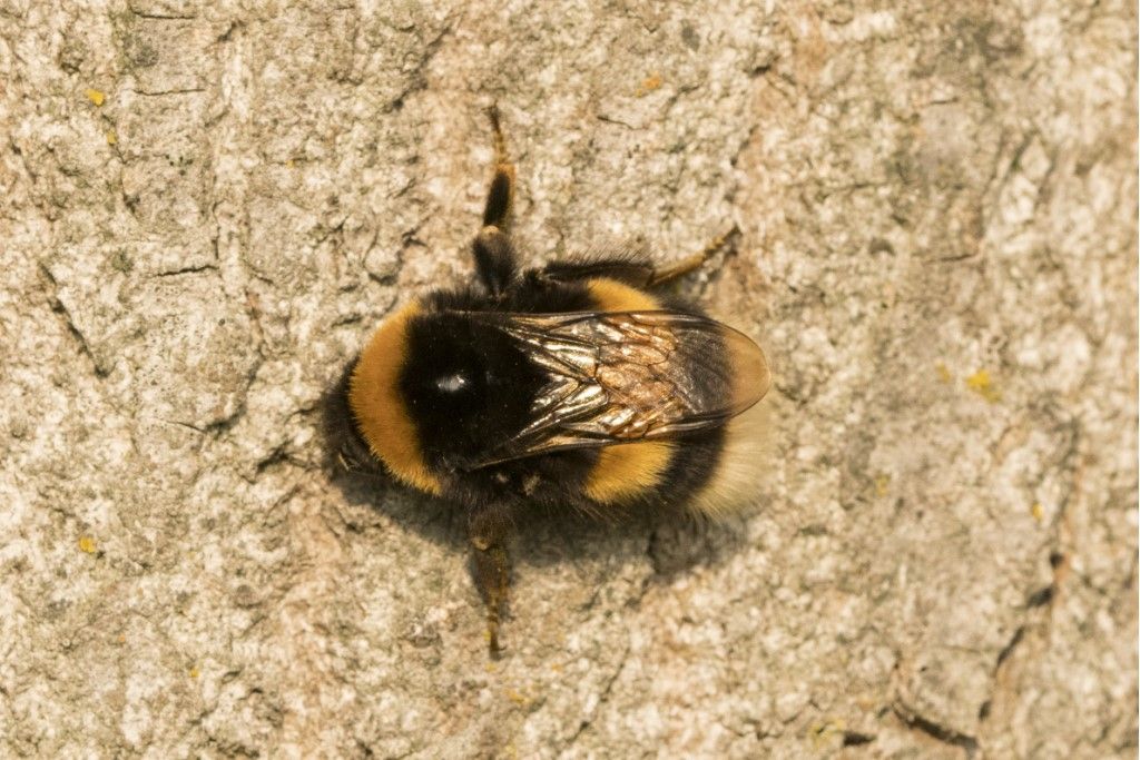 Quale bombus ?