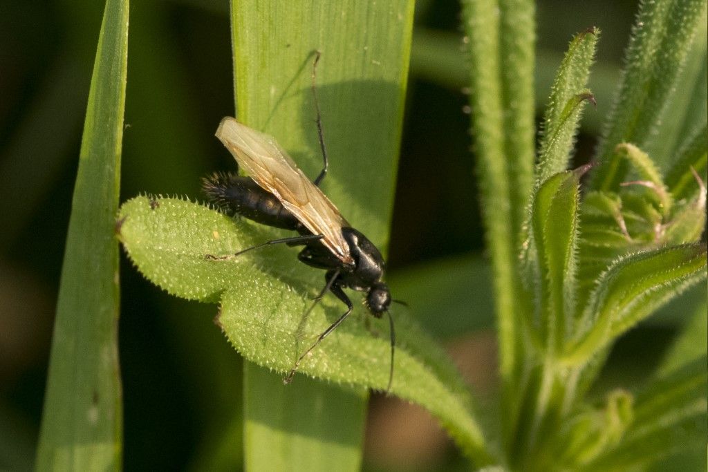 Maschio di Camponotus vagus o aethiops