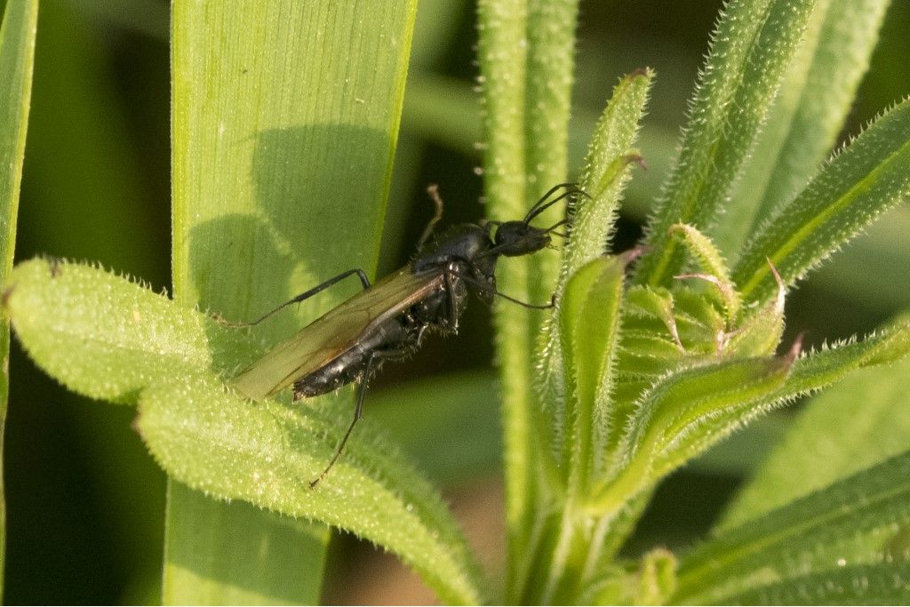 Maschio di Camponotus vagus o aethiops