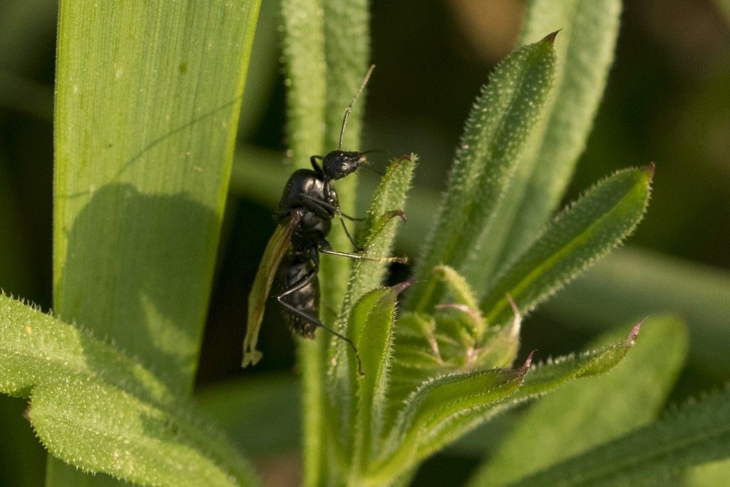 Maschio di Camponotus vagus o aethiops