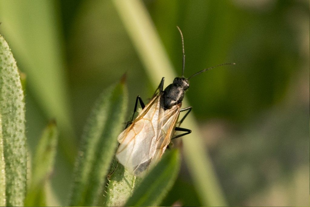 Maschio di Camponotus vagus o aethiops