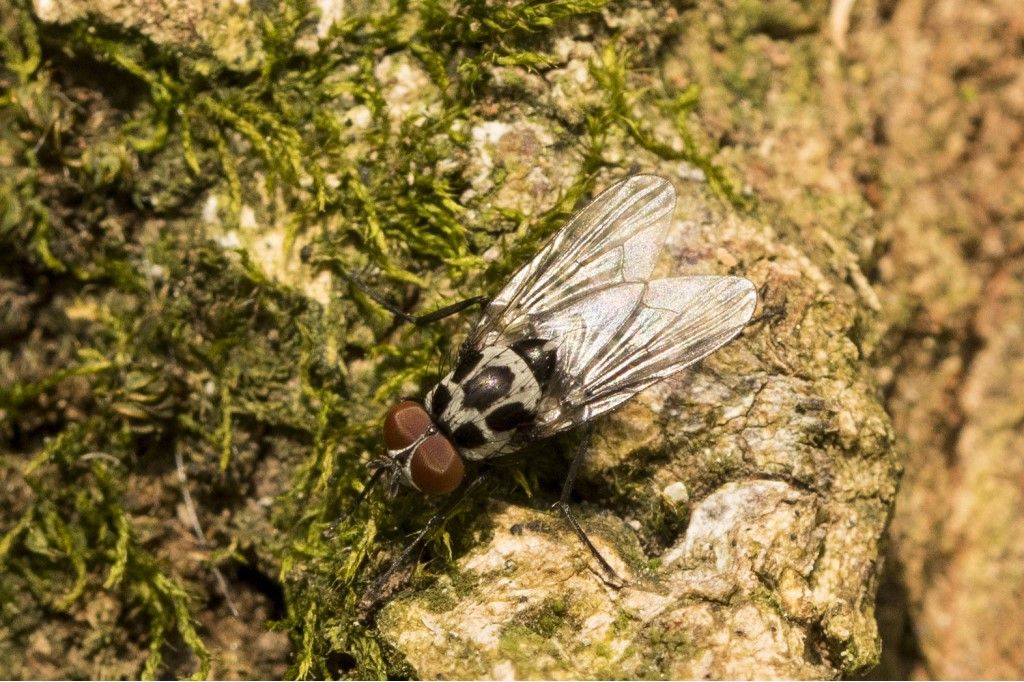 Anthomyia procellaris ?