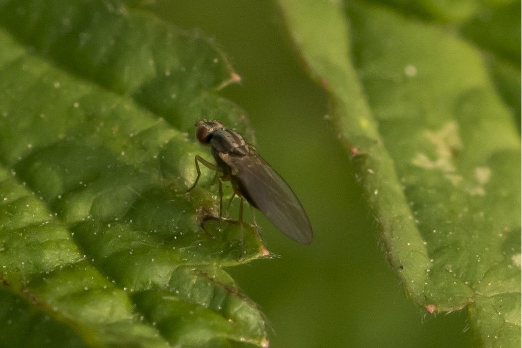 Aiuto per identificazione Scaptomyza ?