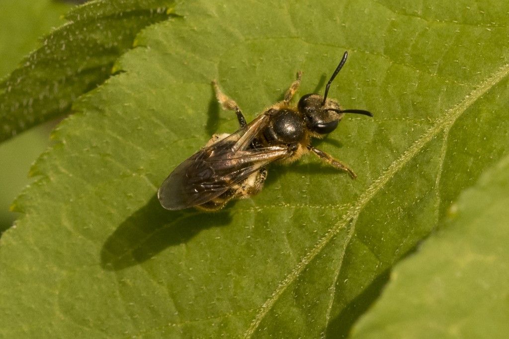 Aiuto per identificazione