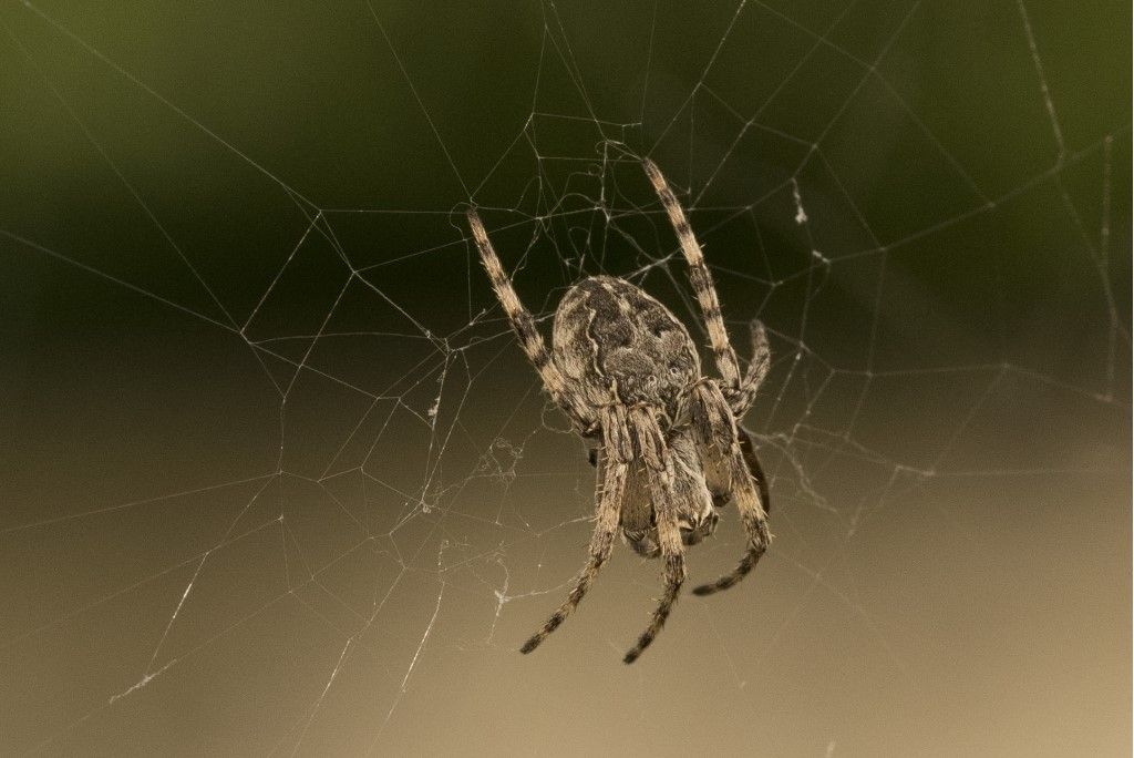 Larinioides cfr sclopetarius.