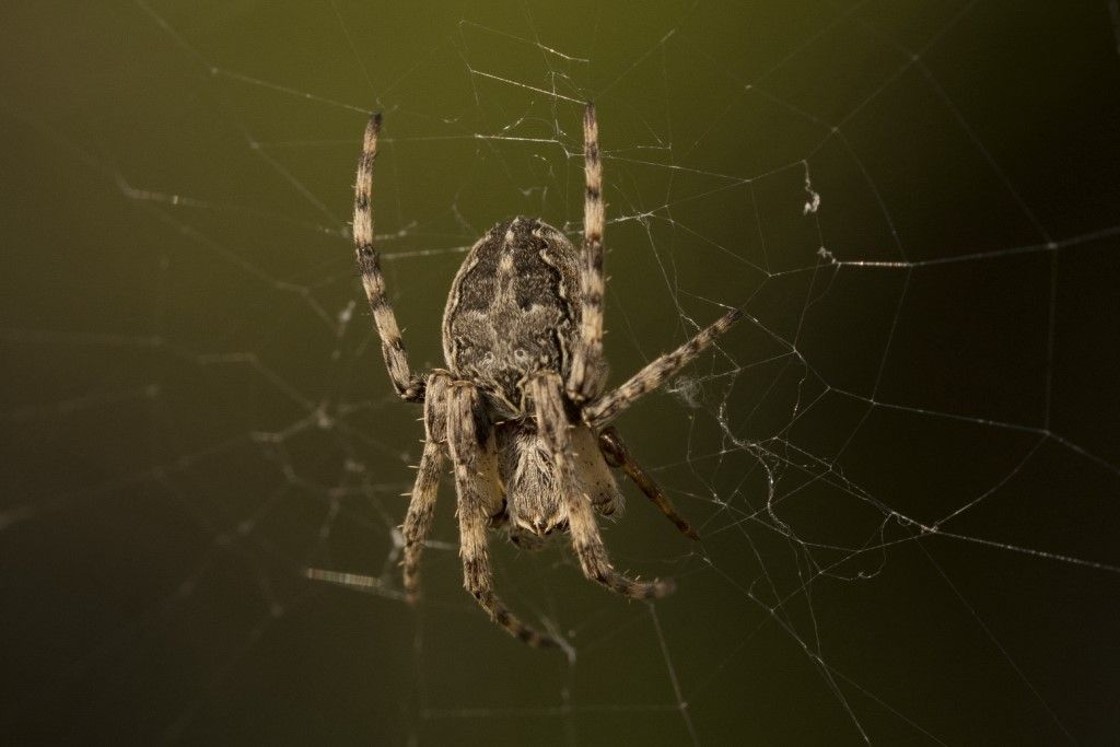 Larinioides cfr sclopetarius.