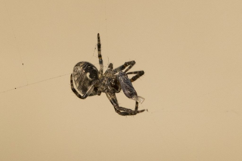 Larinioides cfr sclopetarius.