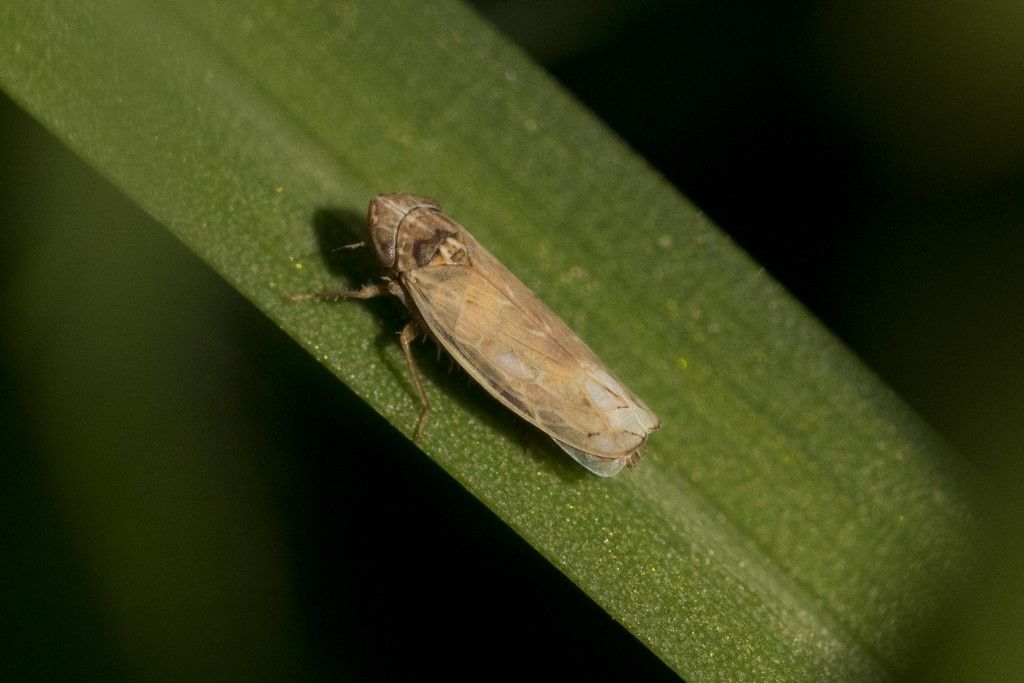 Cicadellidae da determinare