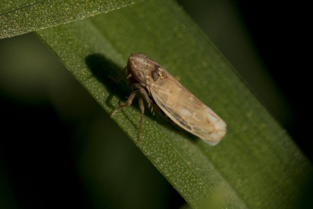 Cicadellidae da determinare