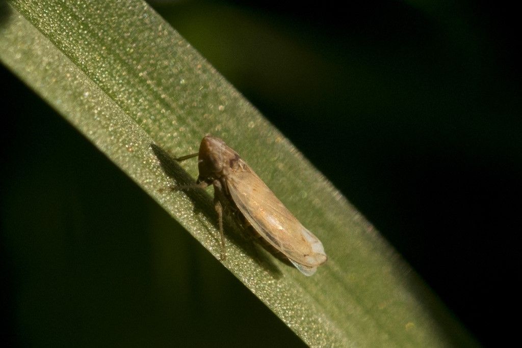 Cicadellidae da determinare