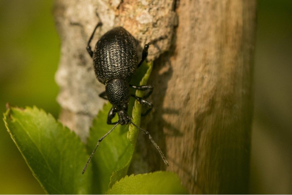 Curculionidae da determinare.