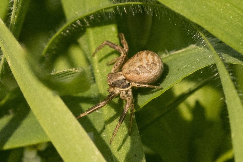 Xysticus cfr cristatus