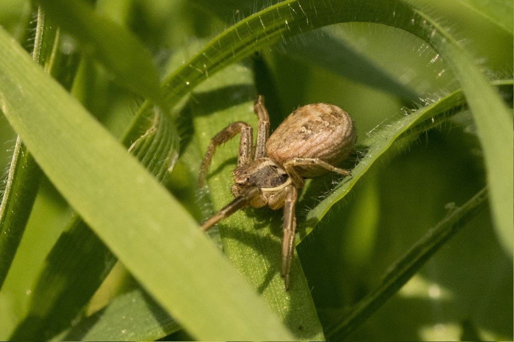 Xysticus cfr cristatus