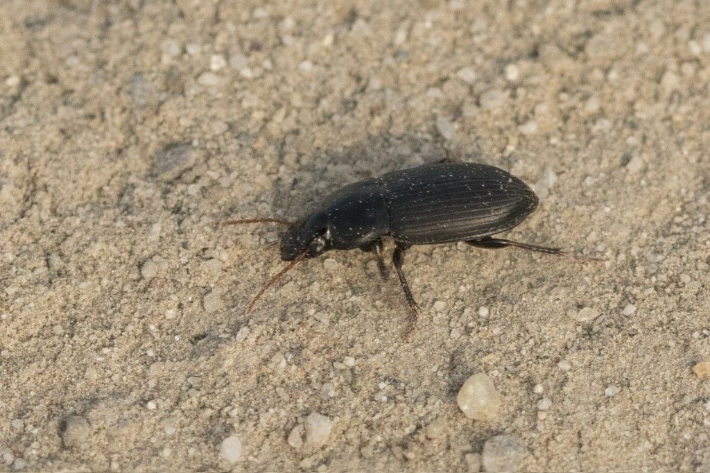 CARABIDAE da identificare