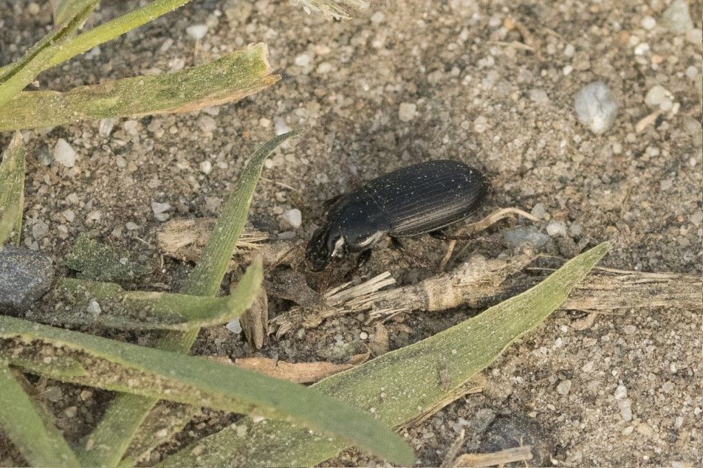 CARABIDAE da identificare