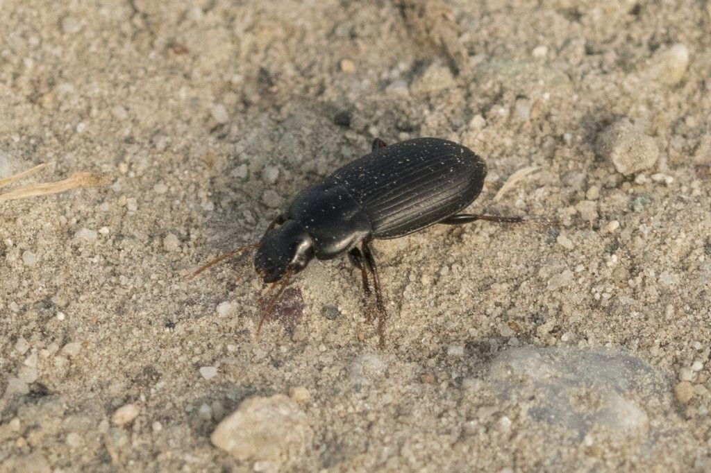 CARABIDAE da identificare