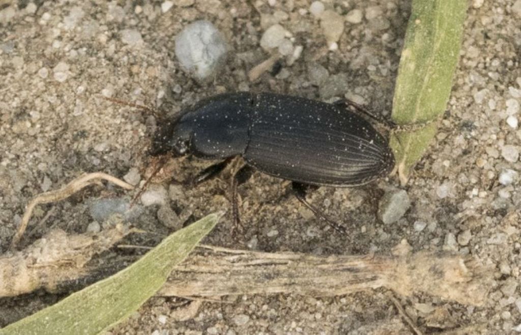 CARABIDAE da identificare