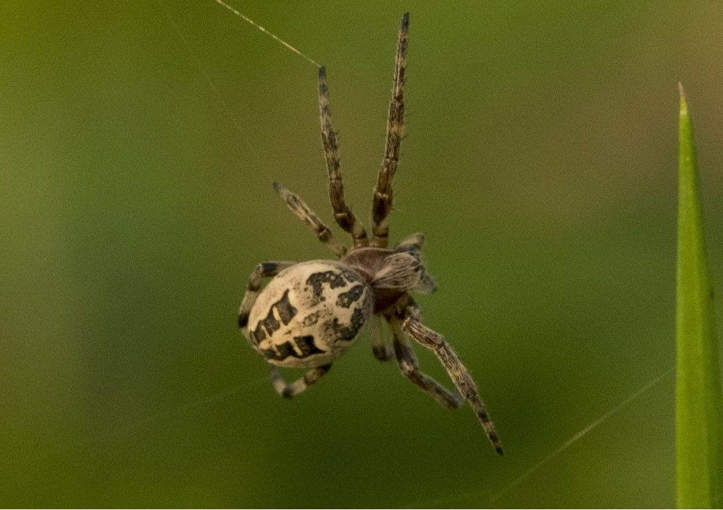 Araneidae  da identificare