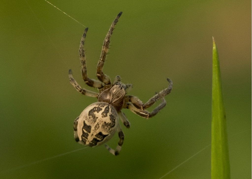 Araneidae  da identificare