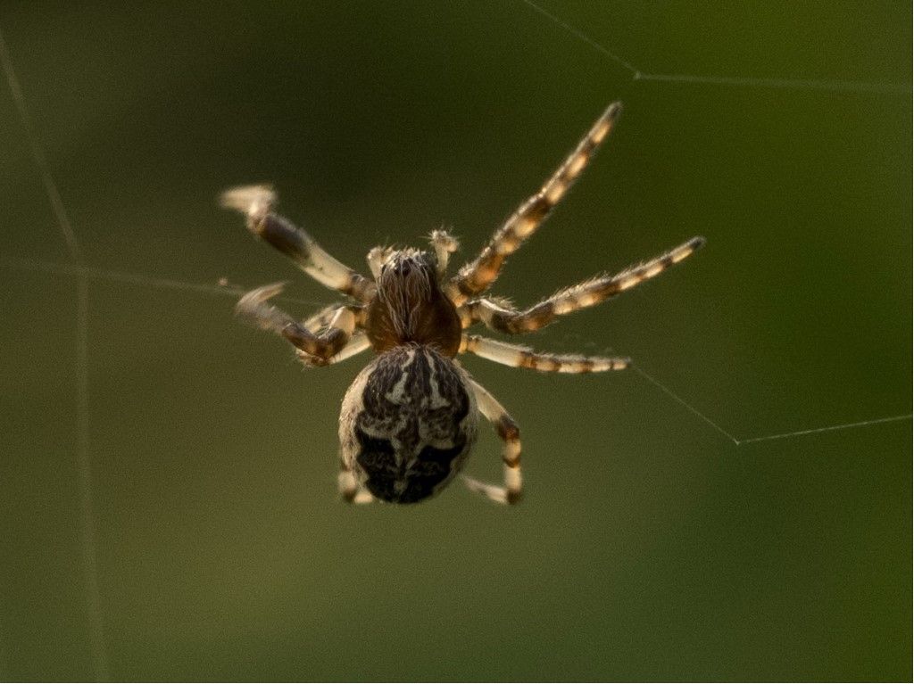 Larinioides cornutus, giovane maschio