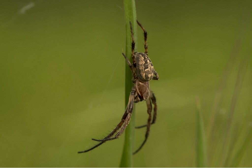 Larinioides cornutus, giovane maschio