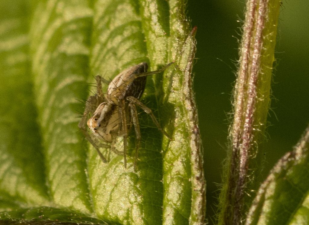 Oxyopes lineatus ?