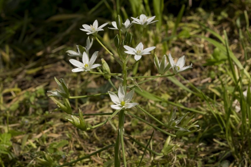 Ornithogalum divergens ?