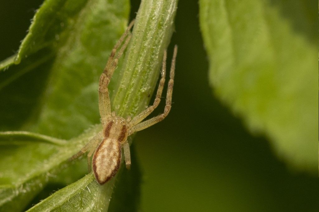 Philodromus rufus ?