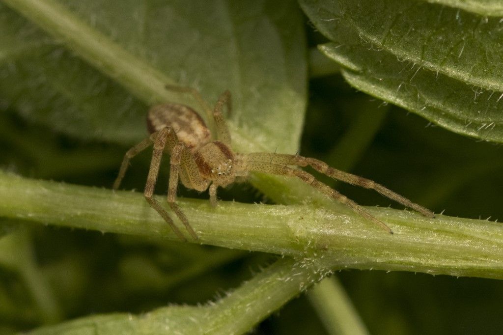 Philodromus rufus ?