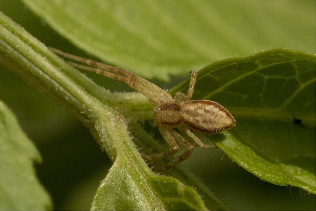 Philodromus rufus ?