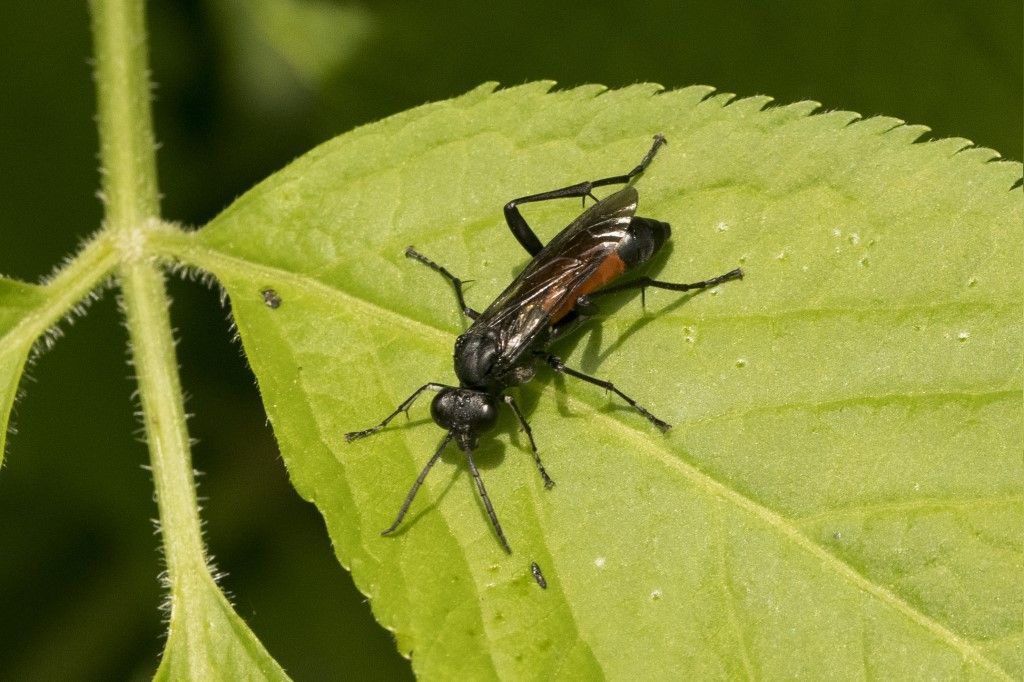 Macrophya annulata ?