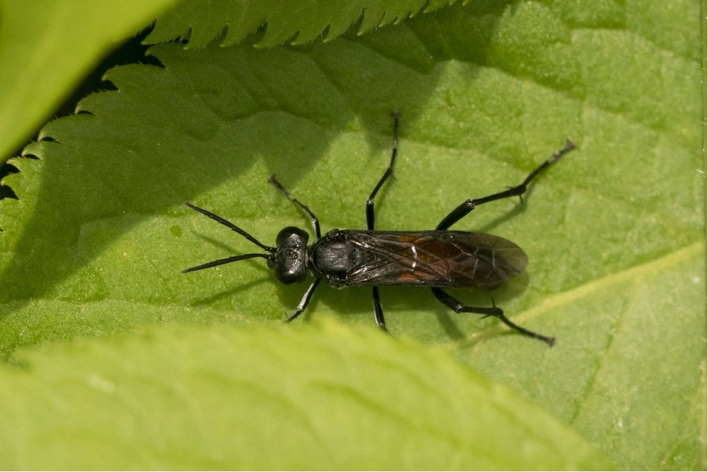 Macrophya annulata ?