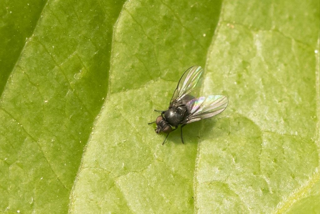 Diptera da determinare