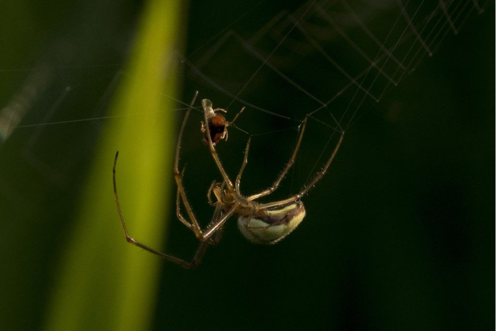 Tetragnatha extensa ?