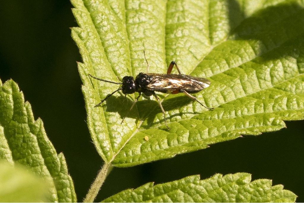 Tenthredinidae da identificare