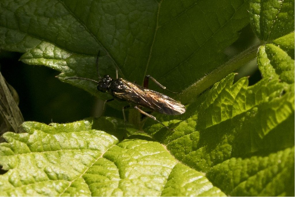 Tenthredinidae da identificare