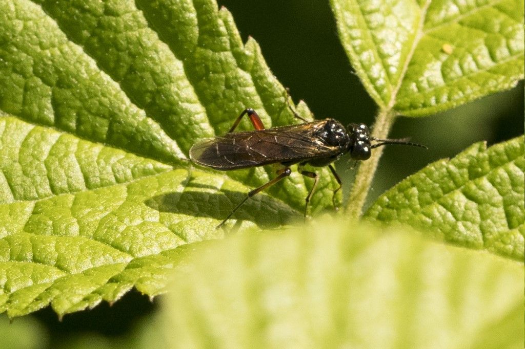 Tenthredinidae da identificare