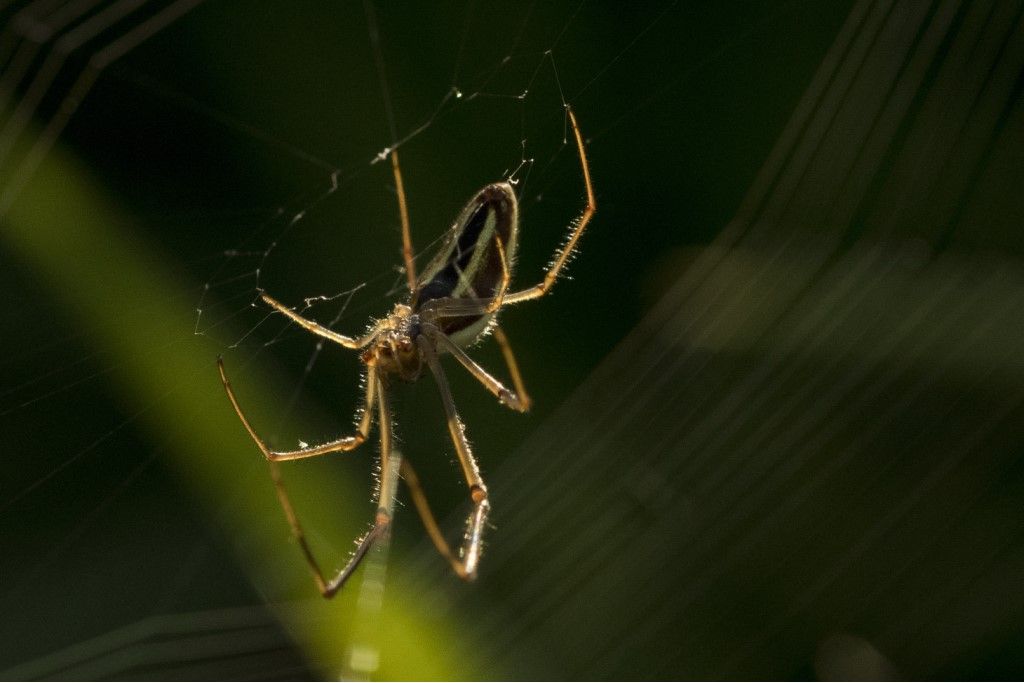 Tetragnatha extensa ?