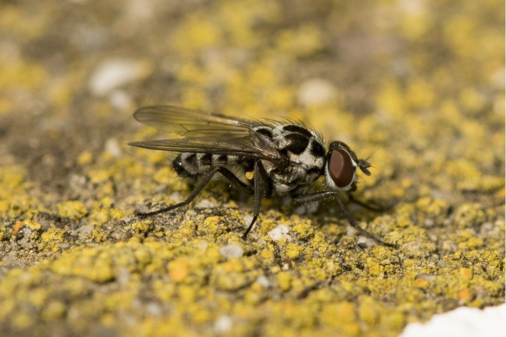 Anthomyia procellaris ?