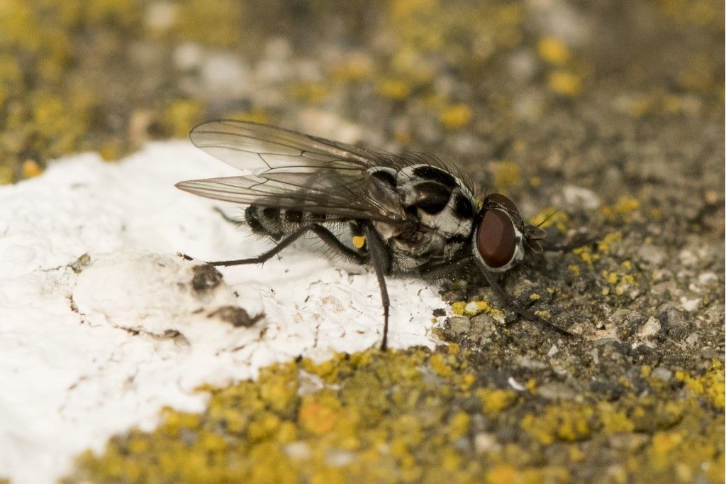 Anthomyia procellaris ?