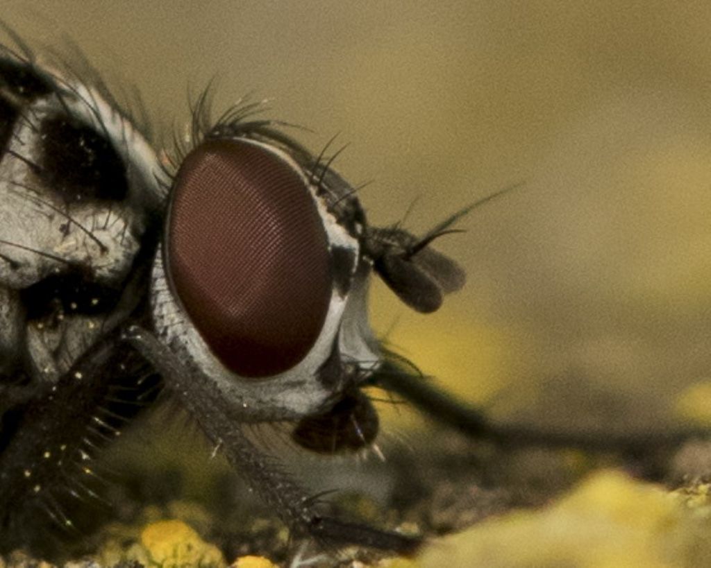 Anthomyia procellaris ?