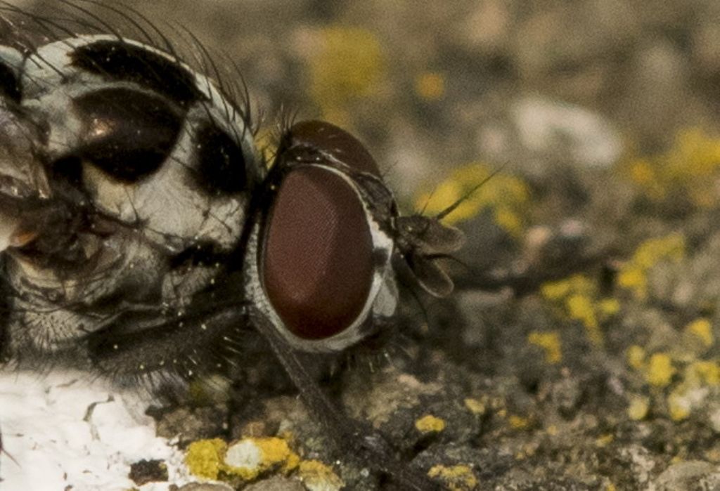 Anthomyia procellaris ?