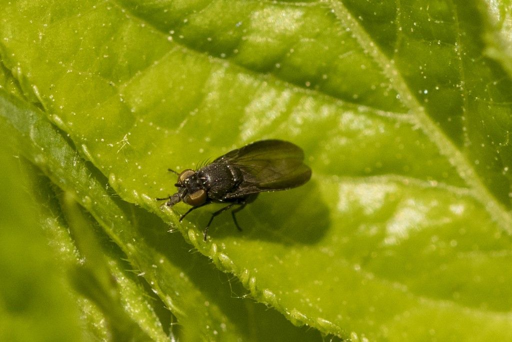 Diptera da identificare