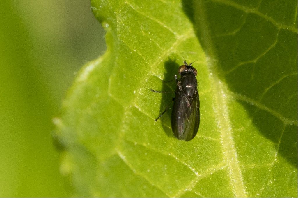 Diptera da identificare