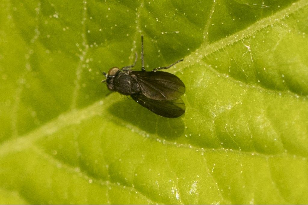 Diptera da identificare