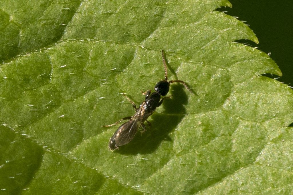 Bethylidae sp.