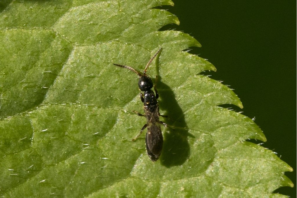 Bethylidae sp.